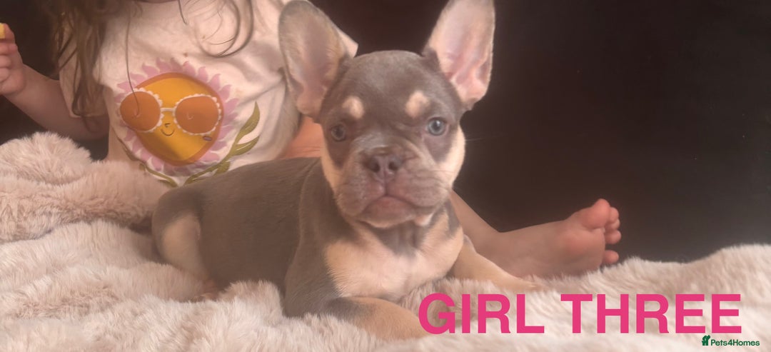 French Bulldog dogs for sale: French Bulldog Puppies - Image 9
