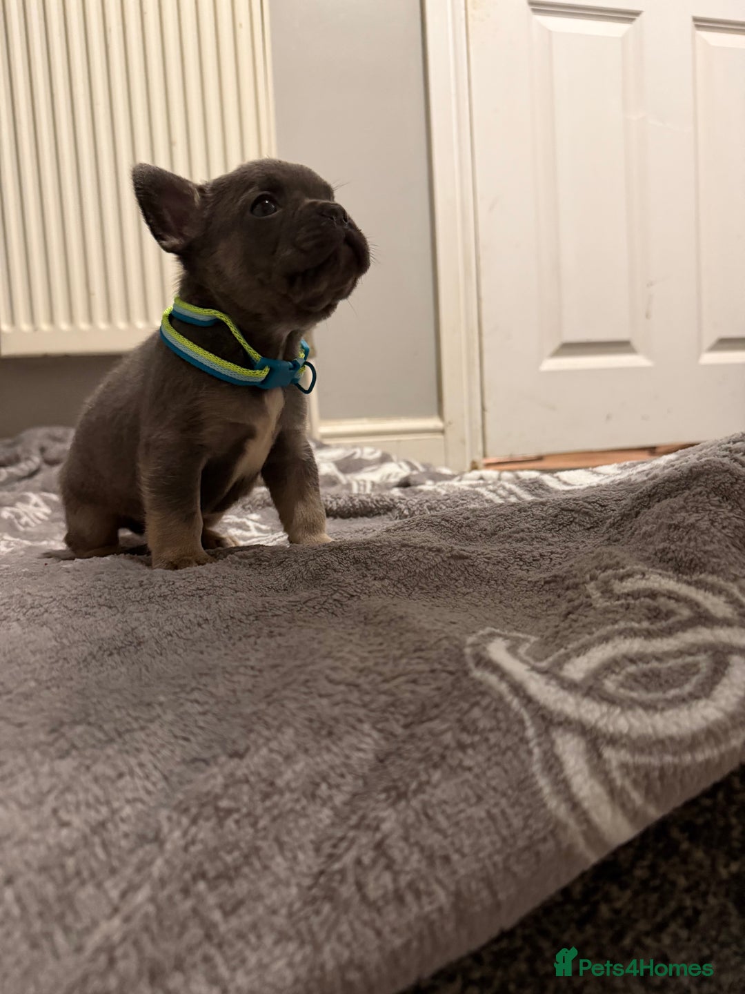 French Bulldog dogs for sale: French bulldog - Advert 31