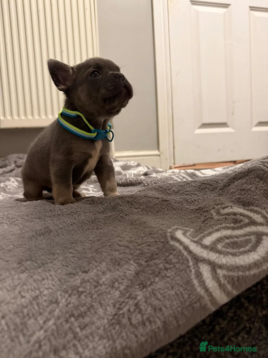 French Bulldog dogs for sale: French bulldogs  - Advert 28