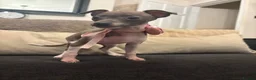 Italian Greyhound dogs for sale: Full Pedigree Blue Italian Greyhound Female Puppy - Advert 9
