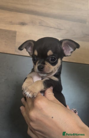 Chihuahua dogs - Advert 15