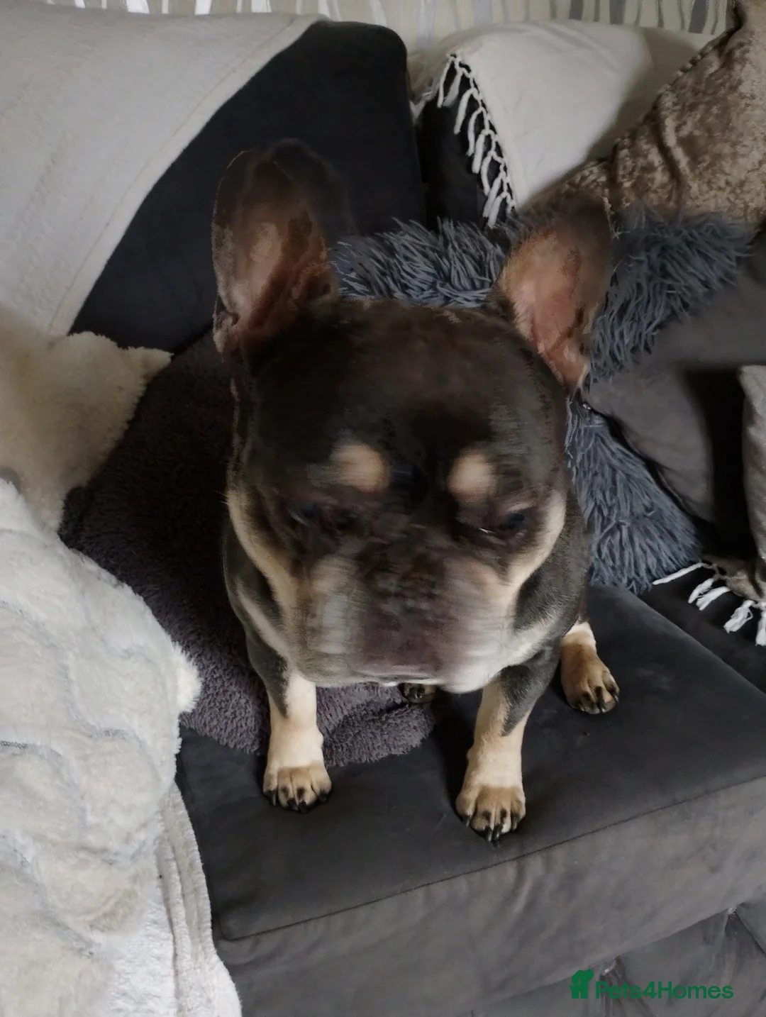 French Bulldog dogs for stud: french bulldog available for stud - Advert 2