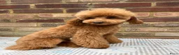 Toy Poodle dogs for sale: Beautiful toy/asian poodle puppies available in London - Advert 6