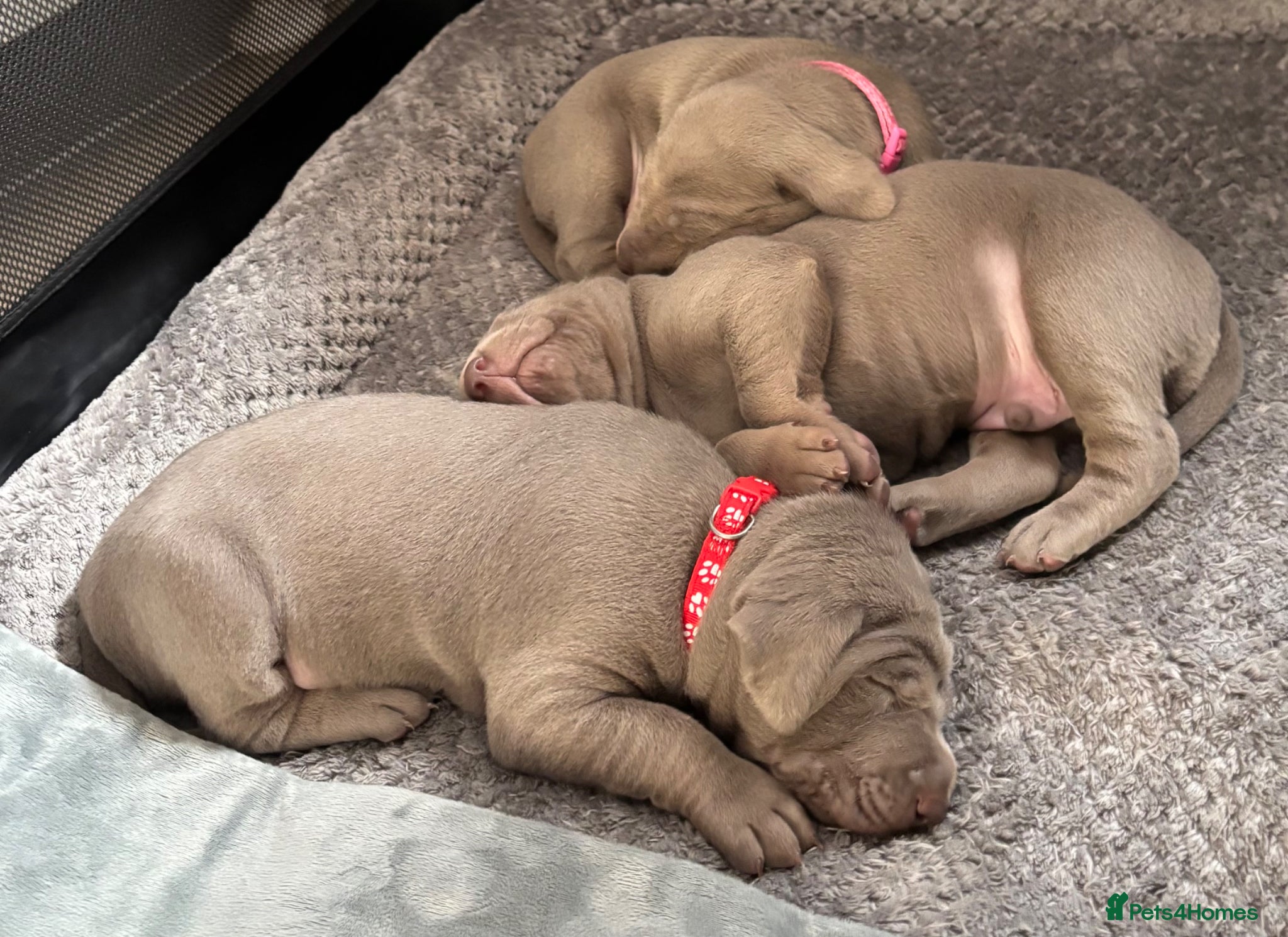 Mixed Breed dogs WEIM X DOBERMAN CHAMPION BLOODLINE PUPS - Advert 15
