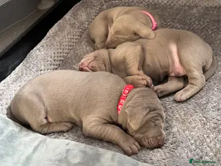 Mixed Breed dogs WEIM X DOBERMAN CHAMPION BLOODLINE PUPS - Advert 15