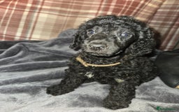 Mixed Breed dogs for sale: Amazing cuddly male pups cockapoo - Image 1