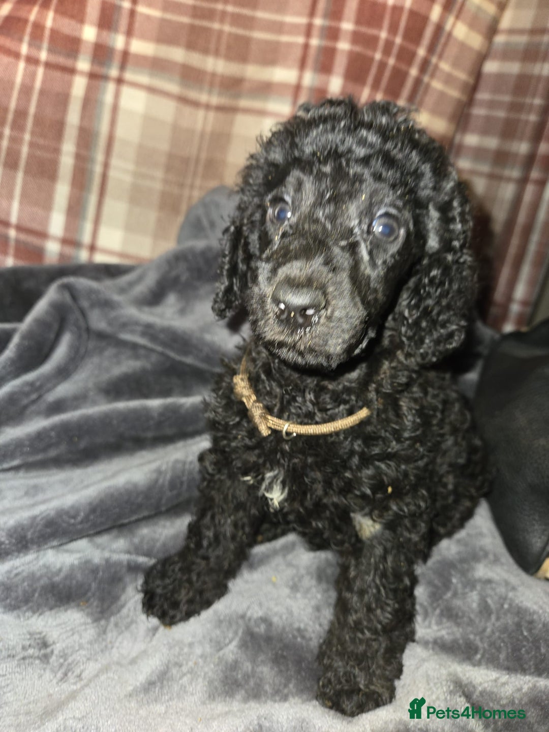 Mixed Breed dogs for sale: Amazing cuddly male pups cockapoo - Image 1