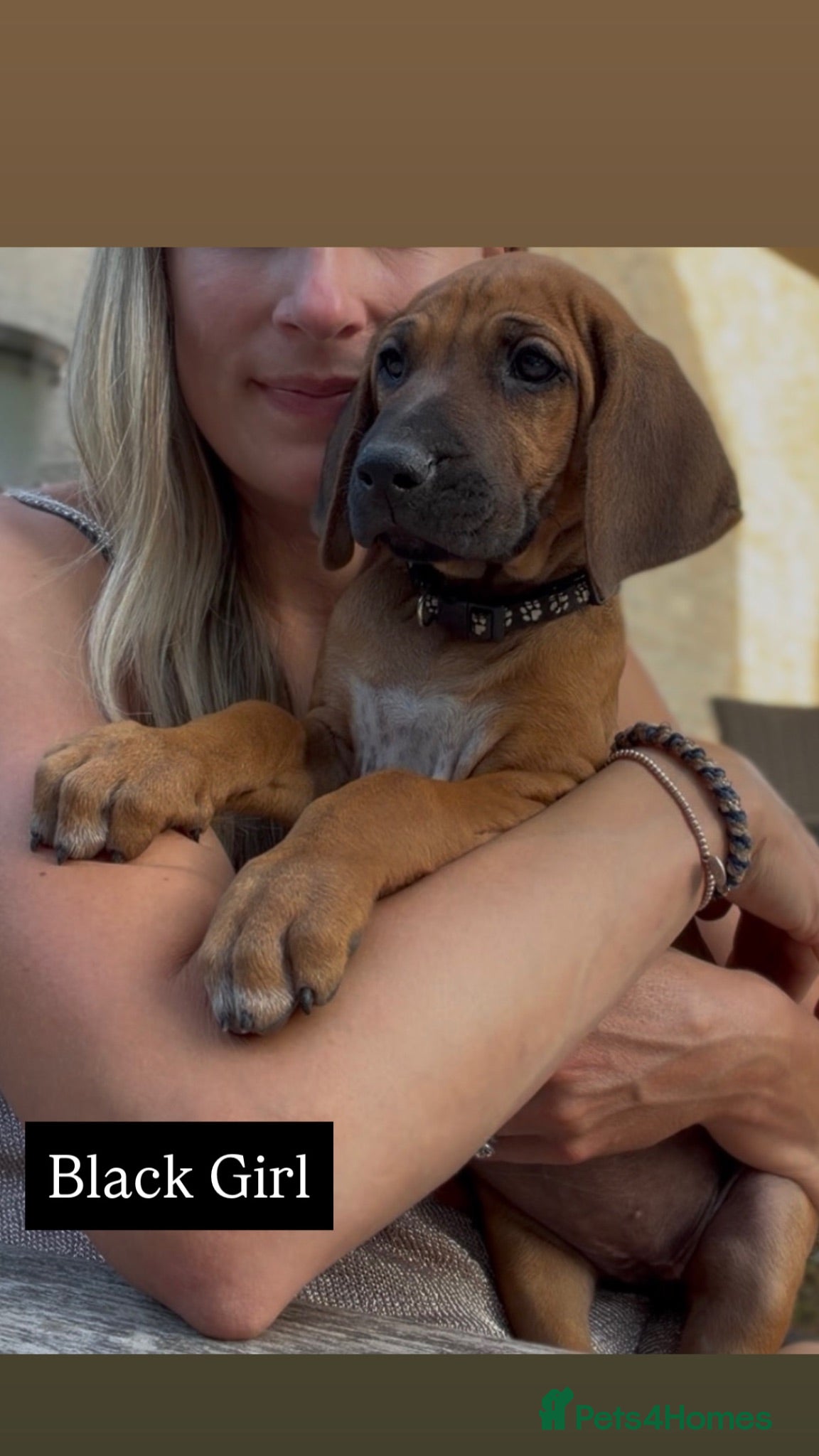 Rhodesian Ridgeback dogs * 2 Girls with Black Masks *  - Advert 2