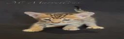 Savannah cats for sale: Exceptional Quality Tica Regist. Savannah kittns - Advert 16