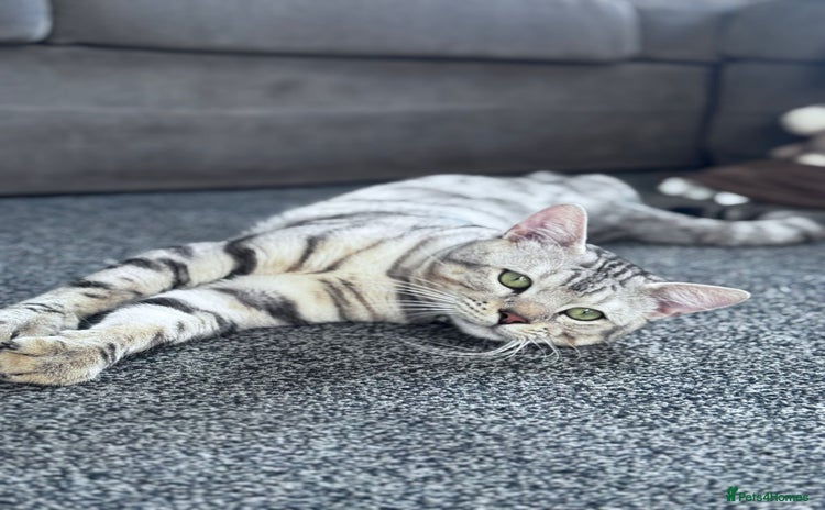 Bengal cats - Advert 4