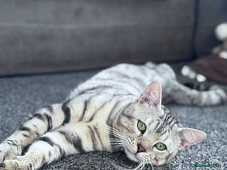 Bengal cats Bengal Stud - Advert 2