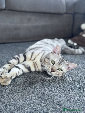 Bengal cats Bengal Stud - Advert 4