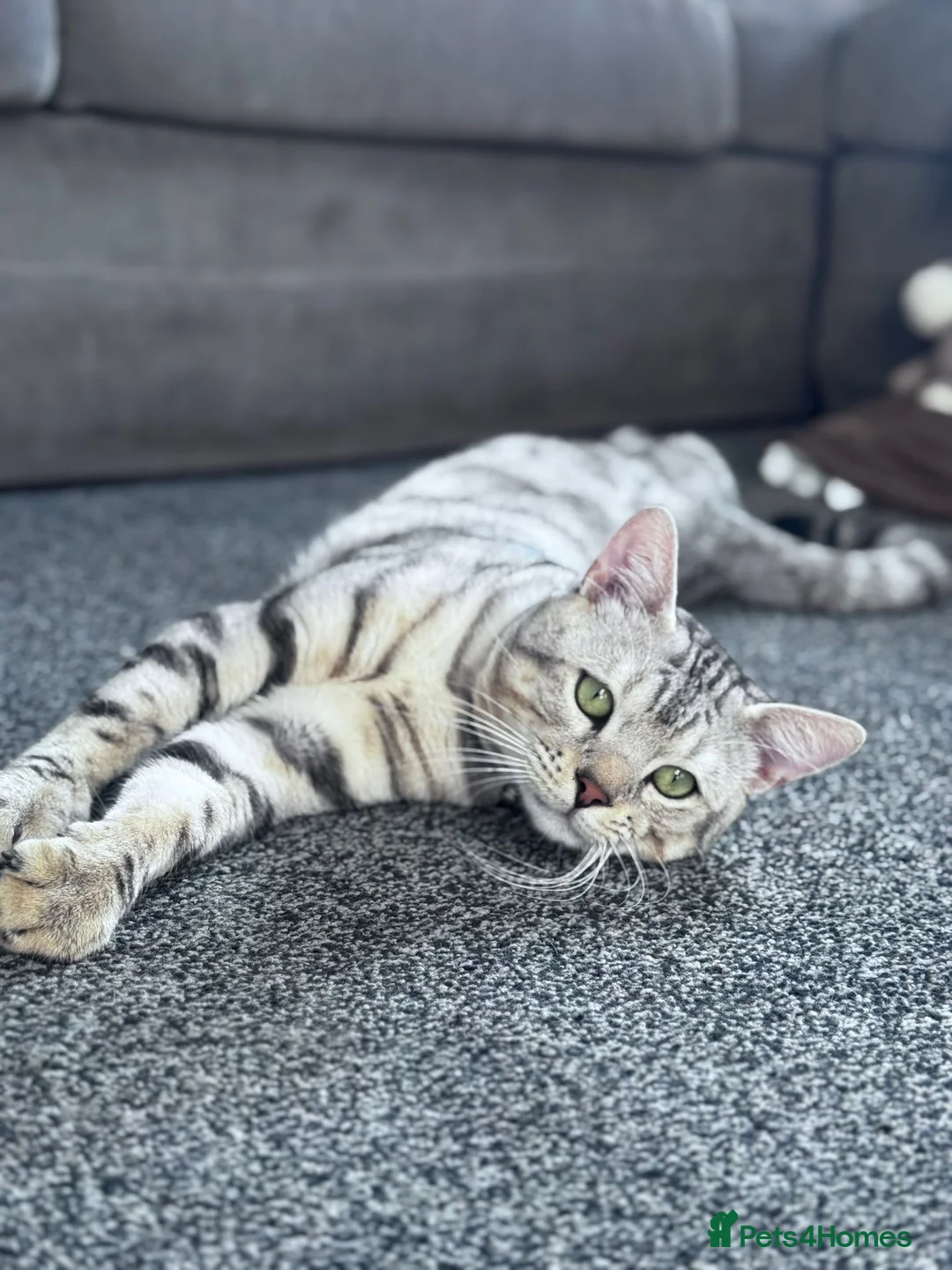 Bengal cats for stud: Bengal Stud - Advert 1