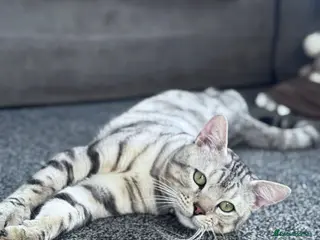 Bengal cats Bengal Stud - Advert 6