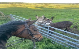 Donkey livestock for sale: 2 donkeys for sale - Image 8