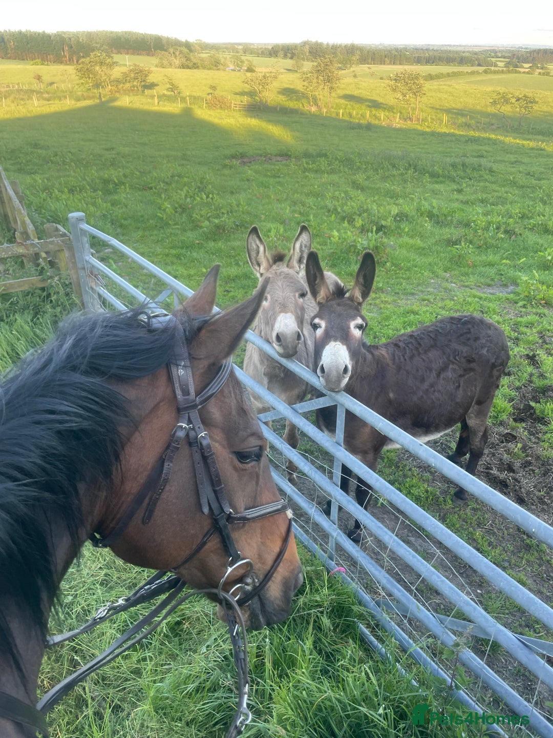 Donkey livestock for sale: 2 donkeys for sale - Image 8