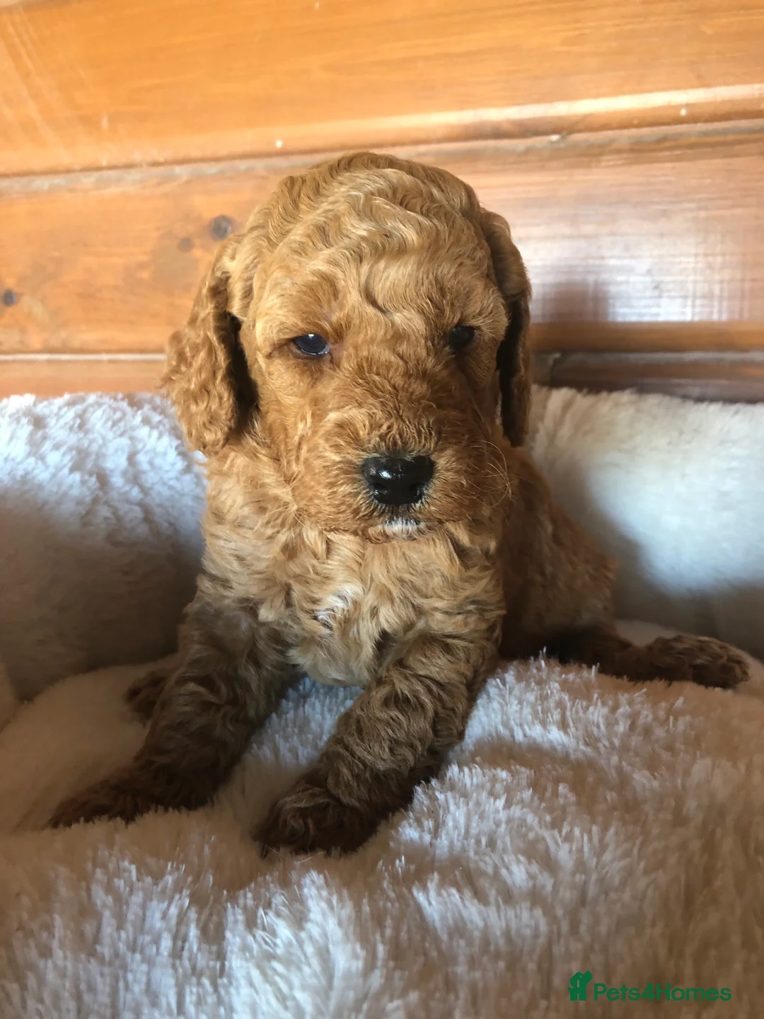 Cockapoo dogs for sale: F1B Cockapoo Puppies - Advert 6