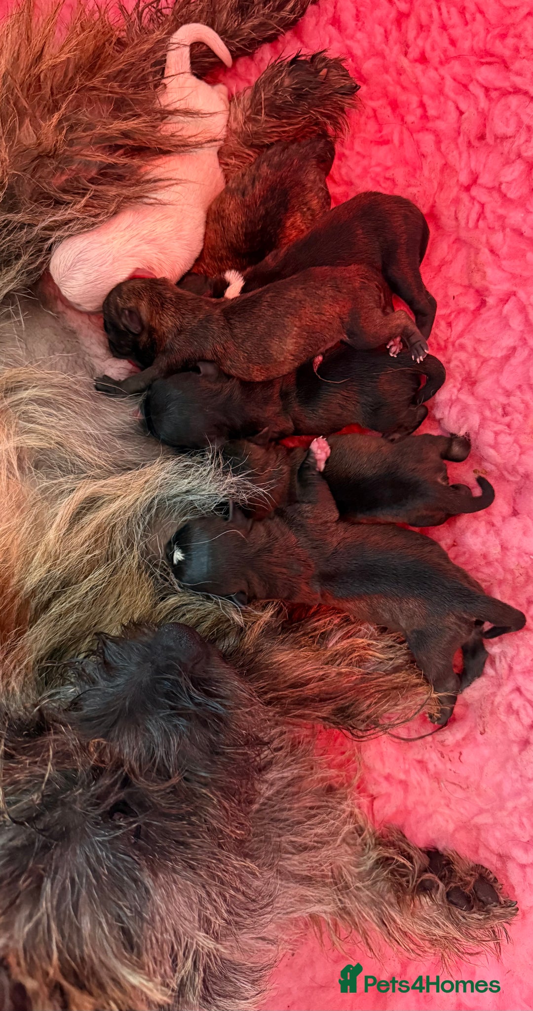 Mixed Breed dogs for sale: Mixed Breed Puppies - Image 2