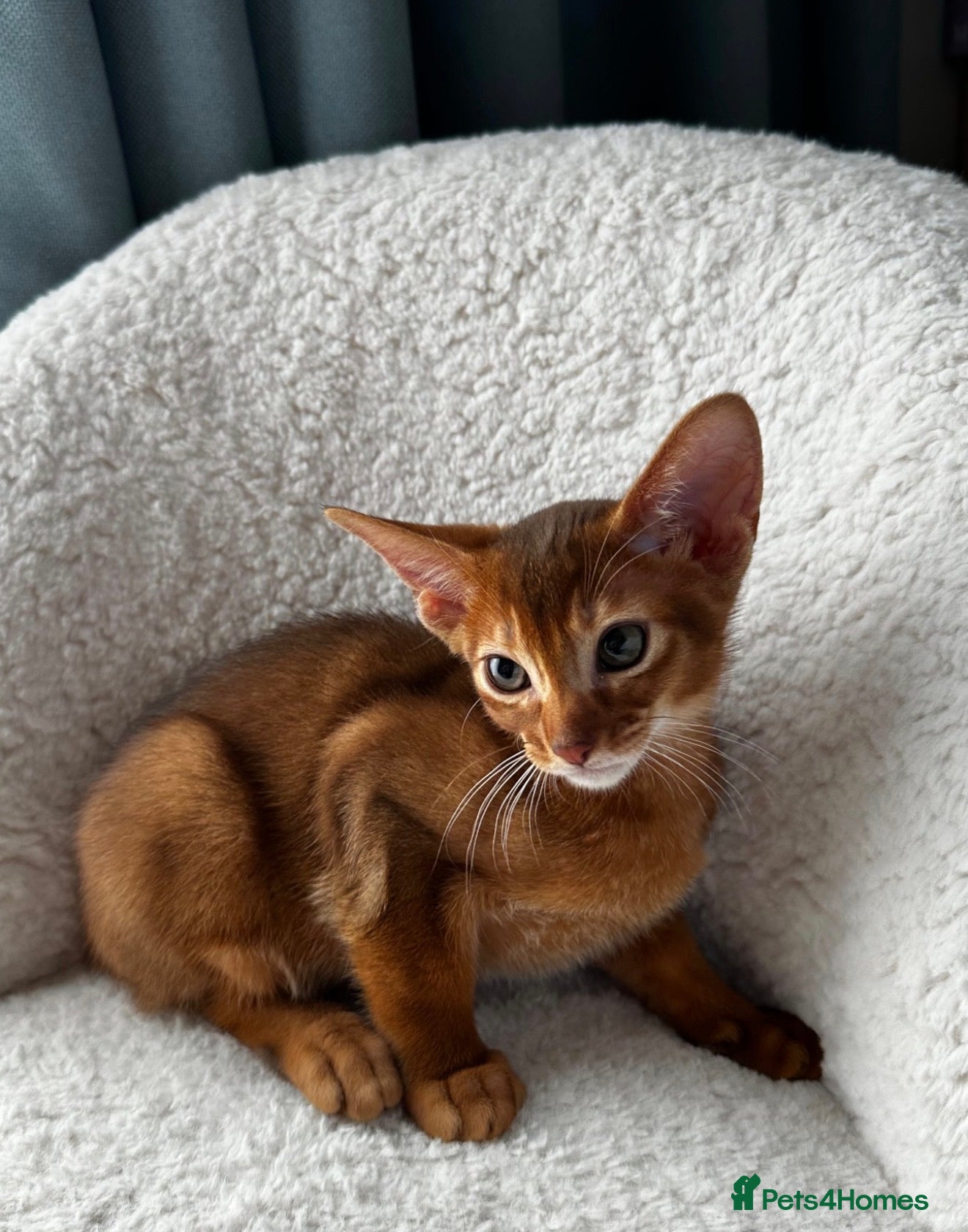 Abyssinian cats Girl available 🎀 Ready to Go! - Advert 1
