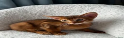 Abyssinian cats for sale: Last Girl 🎀 Ready to Go! - Advert 9