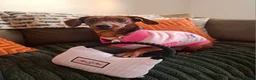 Dachshund dogs for sale: 9 month dachshund girl - Advert 2
