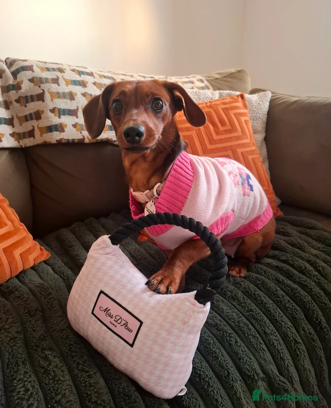 Dachshund dogs for sale: 9 month dachshund girl - Advert 2