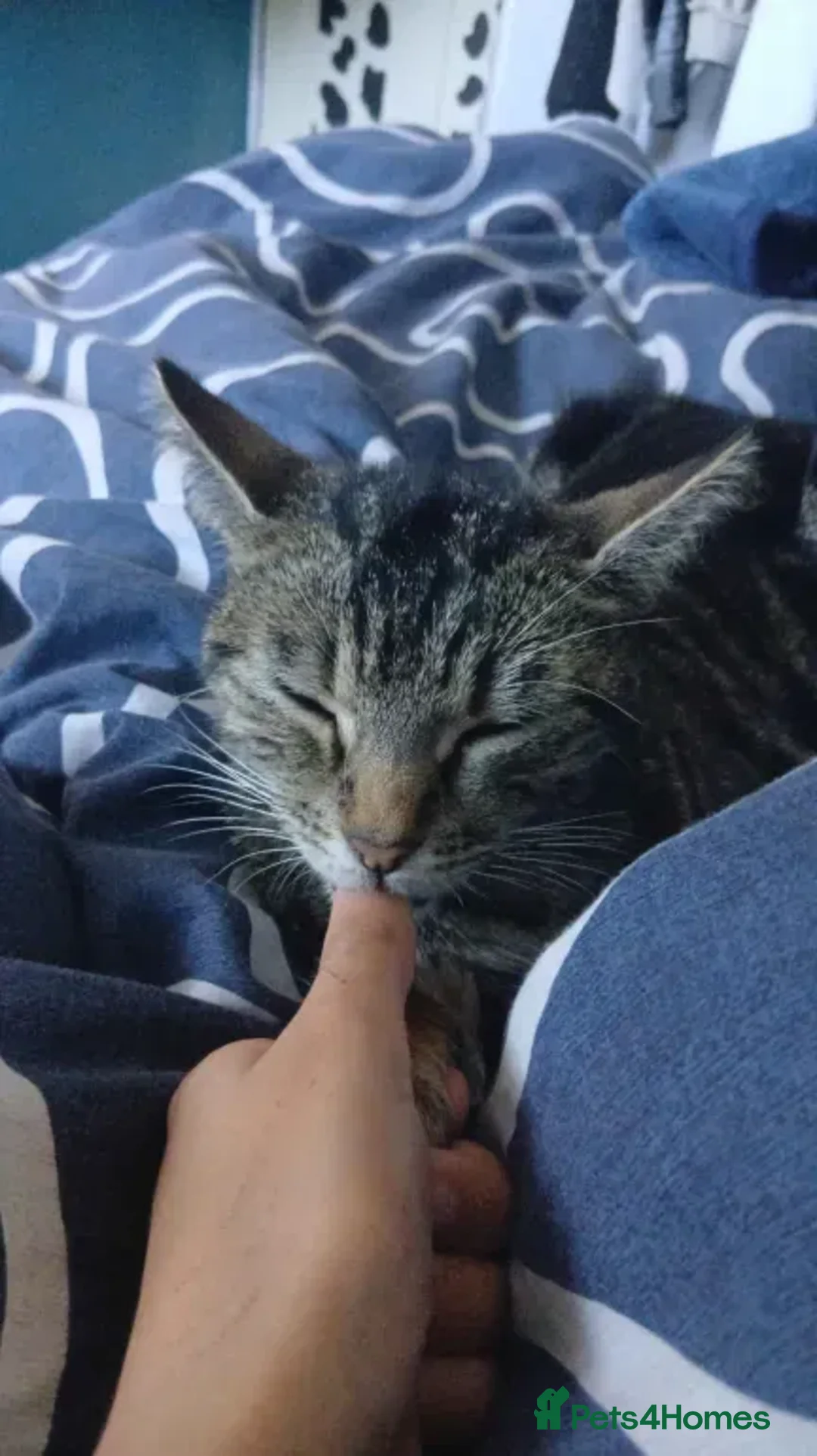 Mixed Breed cats for sale: kittens with love - Advert 31