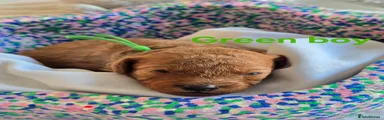 Green boy
