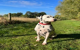 Dalmatian dogs for stud: PROVEN Black spot KC registered Dalmatian for STUD in Romford - Image 7