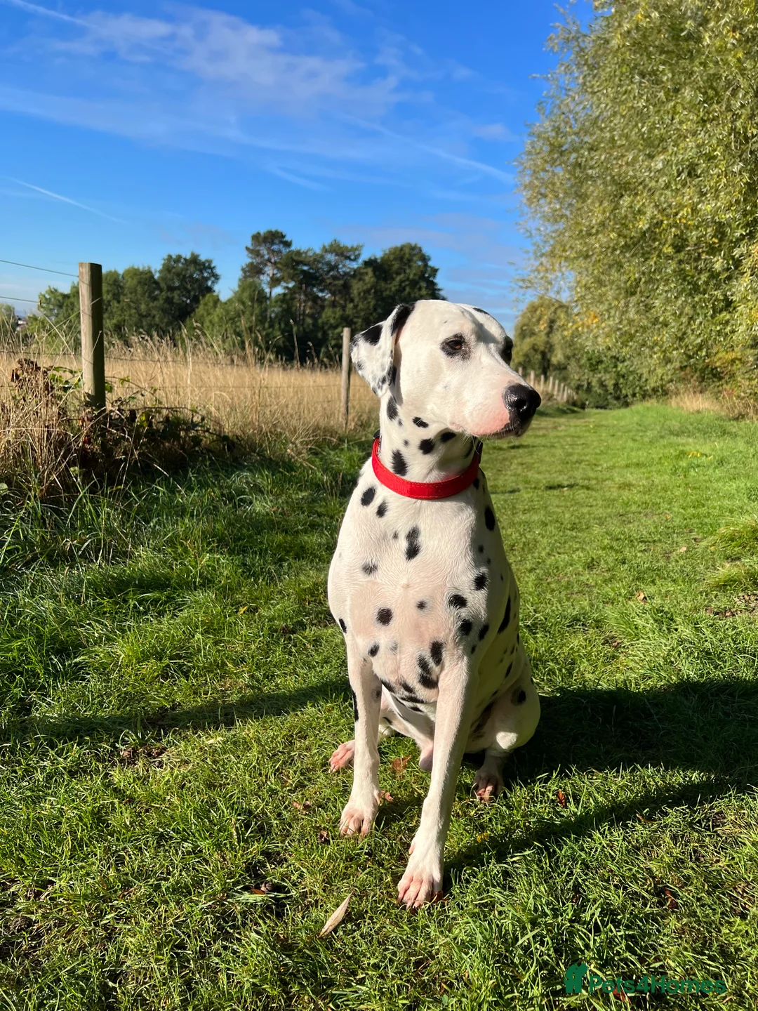 Dalmatian dogs for stud: PROVEN Black spot KC registered Dalmatian for STUD in Romford - Advert 7