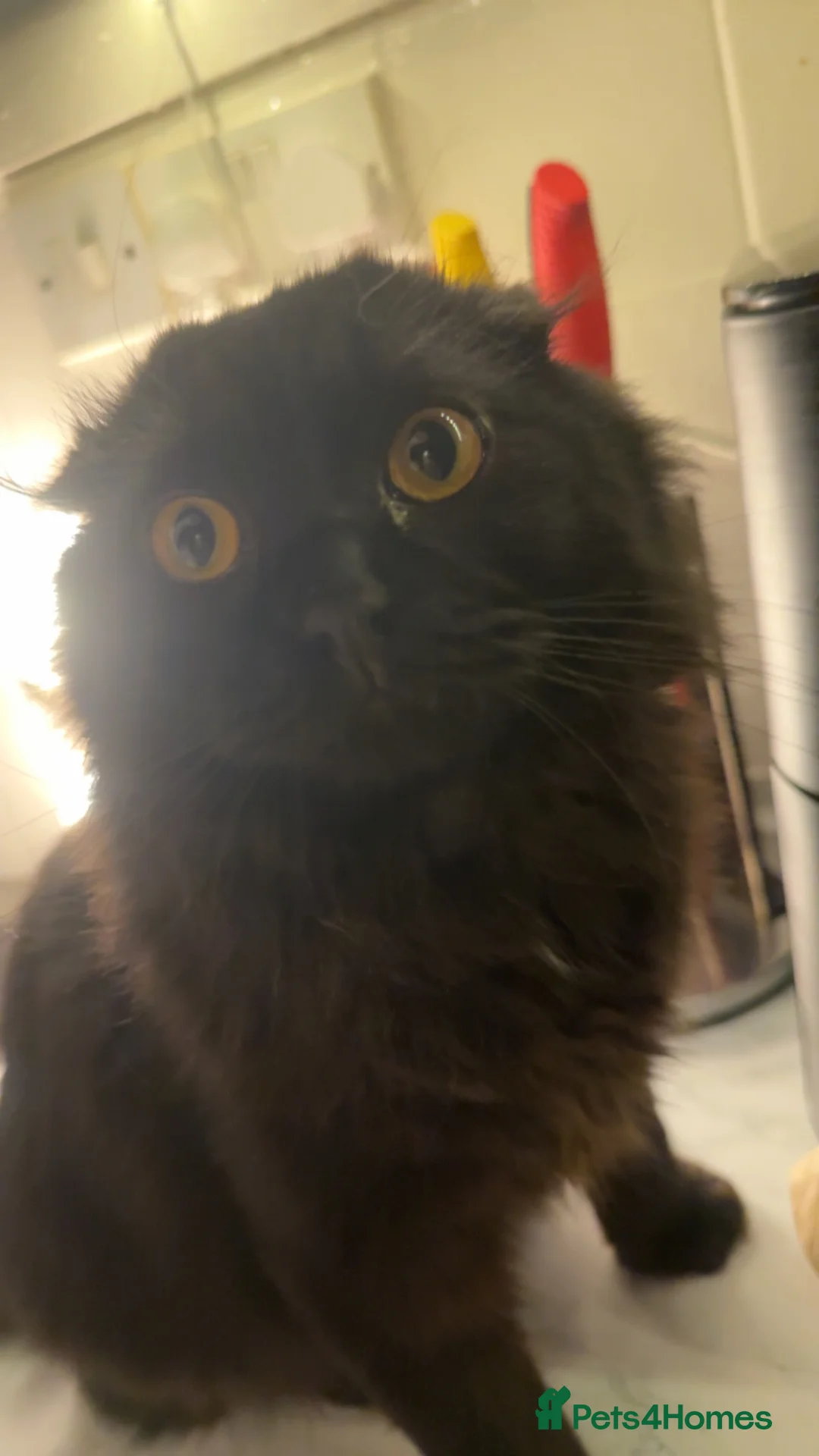 Scottish Fold cats for stud: Long haired Scottish fold stud in Nelson - Advert 2