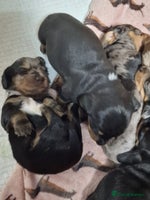 Miniature Dachshund dogs Dapple Piebald Miniature Dachshund Puppies - Advert 1