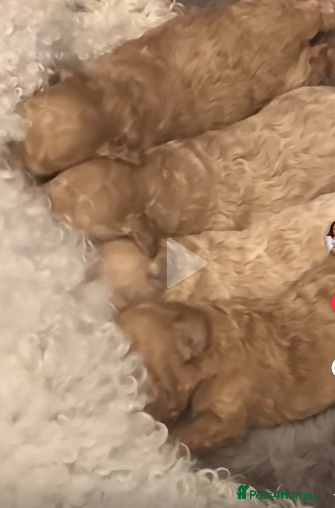 Poochon dogs for sale: Homebred poochons . Ready now  - Advert 7