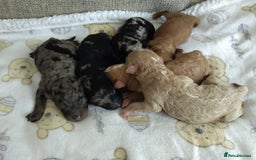Cockapoo dogs for sale: Stunning Unique Cockapoo Puppies - Image 20