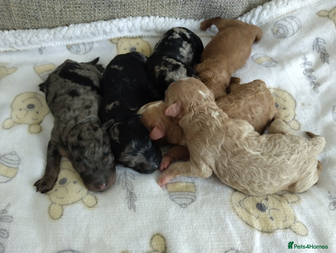 Cockapoo dogs for sale: Stunning Unique Cockapoo Puppies - Image 20