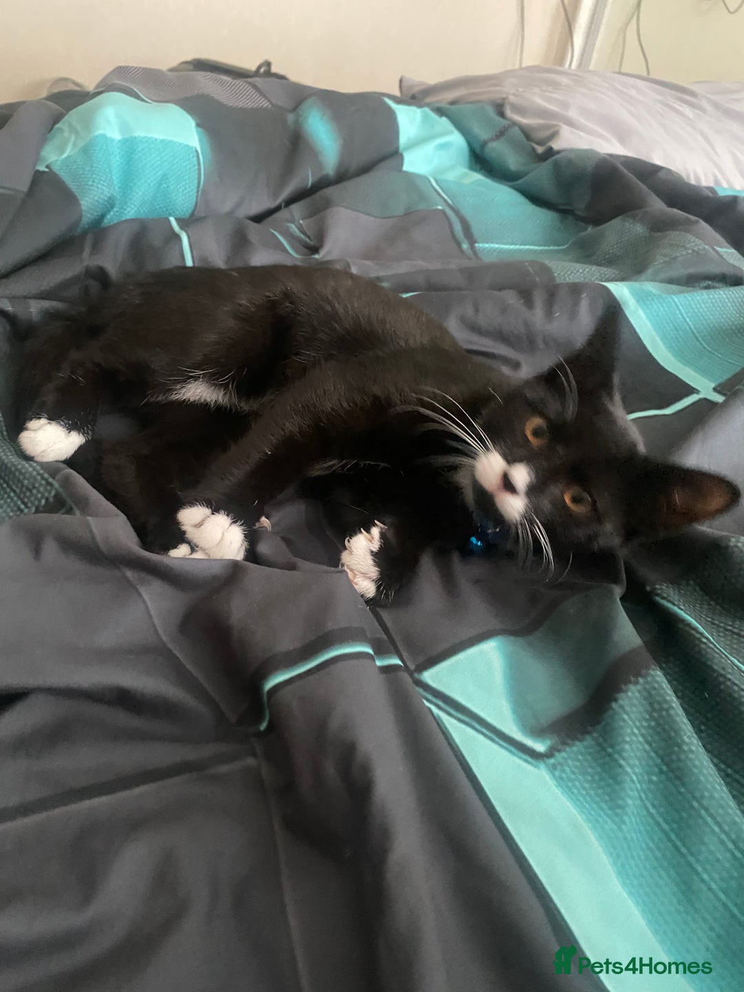 Mixed Breed cats for sale: 2 bonded males needs a home asap - Image 10