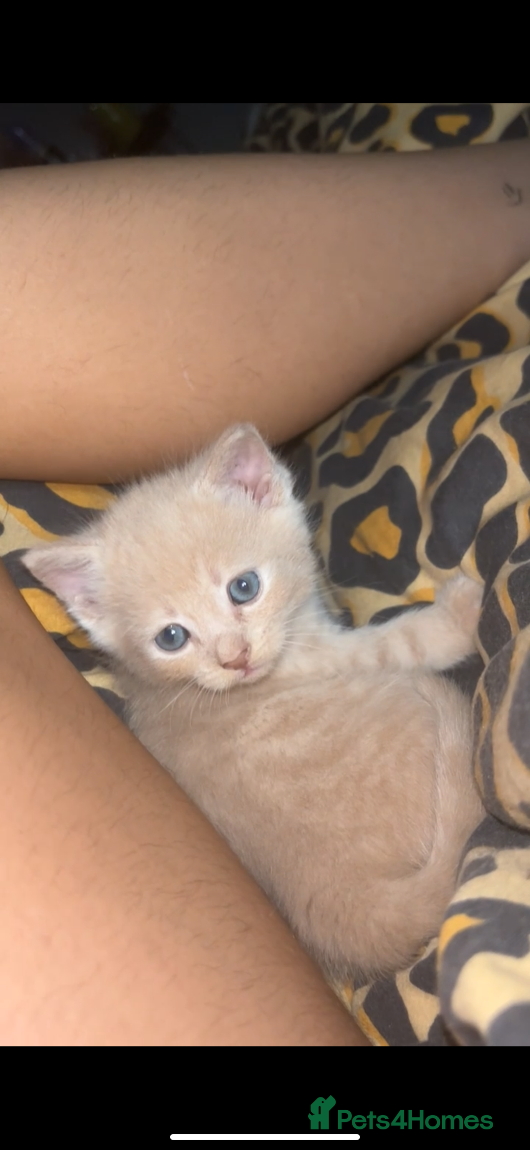 British Shorthair cats for sale: Cross British shorthair MALE ONLY ready!!!❌❌❌❌ - Image 5