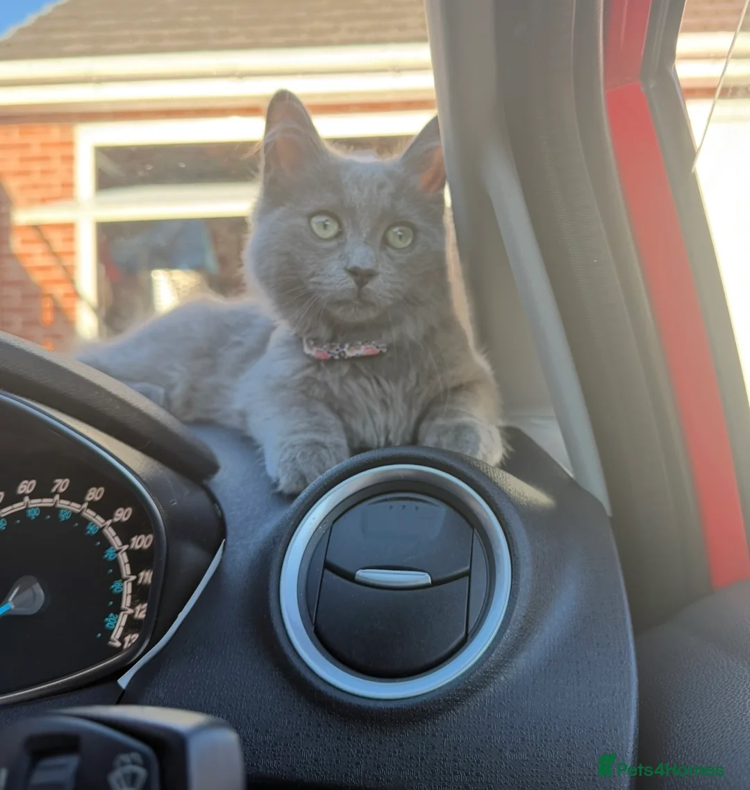 Mixed Breed cats for sale: 1 year old ragdoll/British-shorthair male Cat - Advert 2