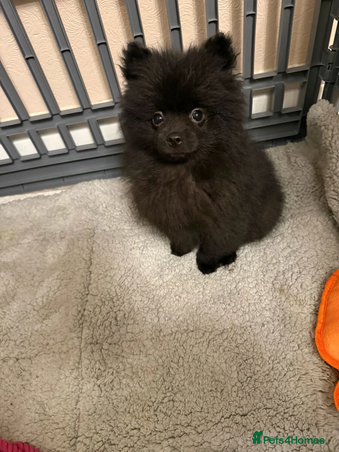 Pomchi dogs for sale: Beautiful pomeranian puppies  - Advert 4