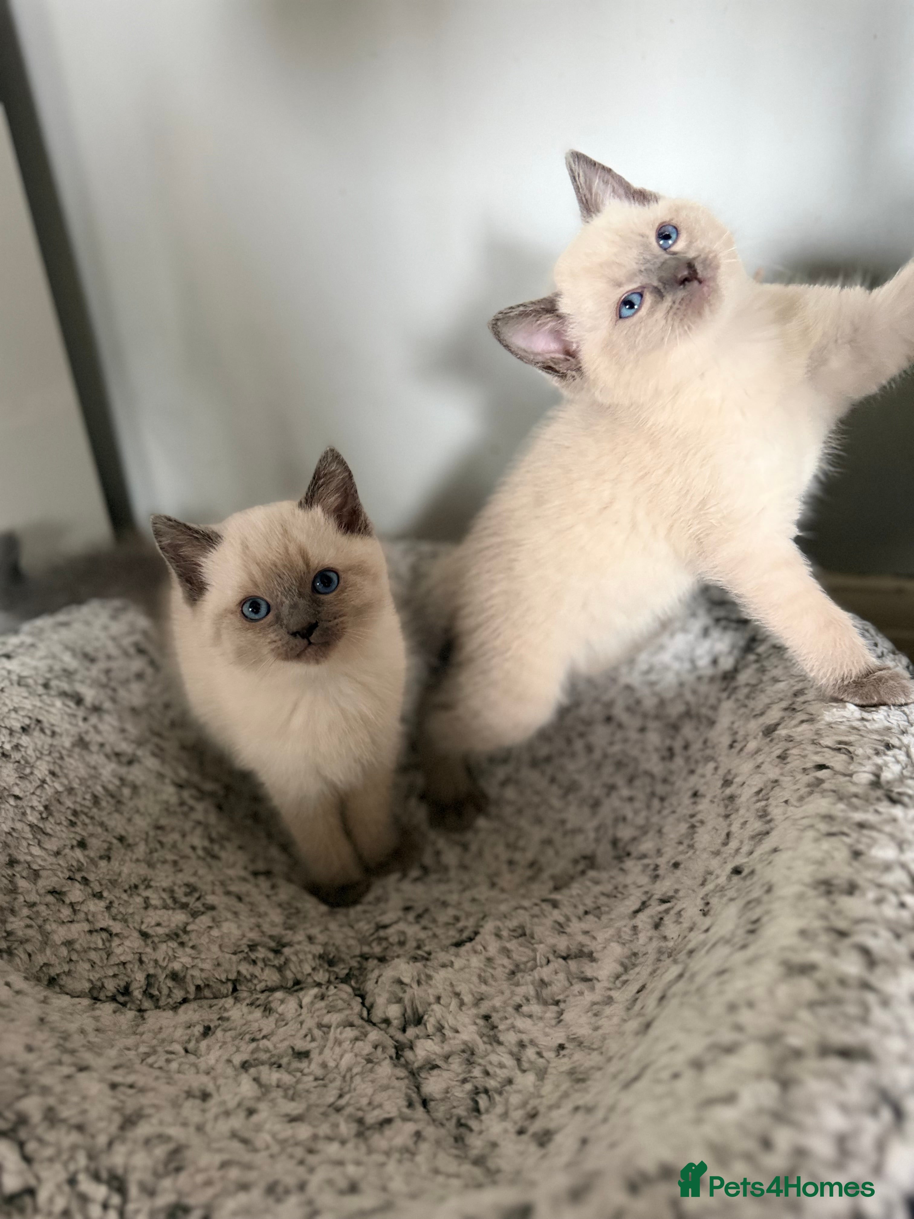 Ragdoll cats Stunning Ragdolls x Russian blue kittens  - Advert 18