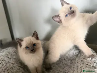 Ragdoll cats Stunning Ragdolls x Russian blue kittens - Advert 18