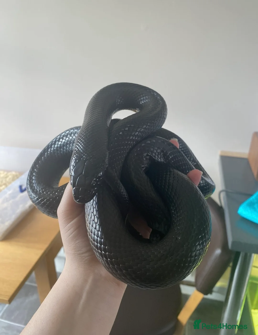 King Snake reptiles for sale: Mexican black king snake CB17 in Swadlincote - Advert 4