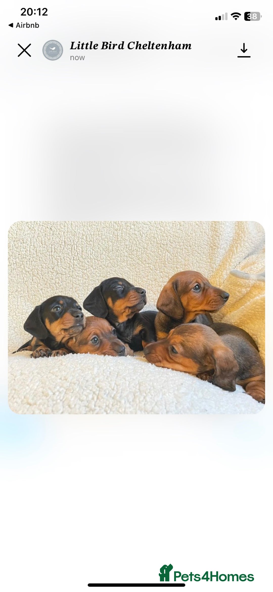 Miniature Dachshund dogs for stud: Proven Choc/Tan Brown Miniature Dachshund for Stud in Swindon - Advert 12
