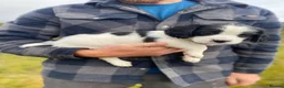 English Springer Spaniel dogs for sale: Springer Spaniel Puppies – 3 Girls Available - Advert 12