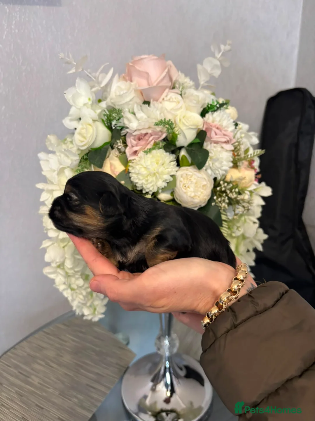 Mixed Breed dogs for sale: Shih Tzu x Maltese puppies  - Advert 2