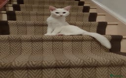 Turkish Angora cats for sale: Rosi  - Image 2
