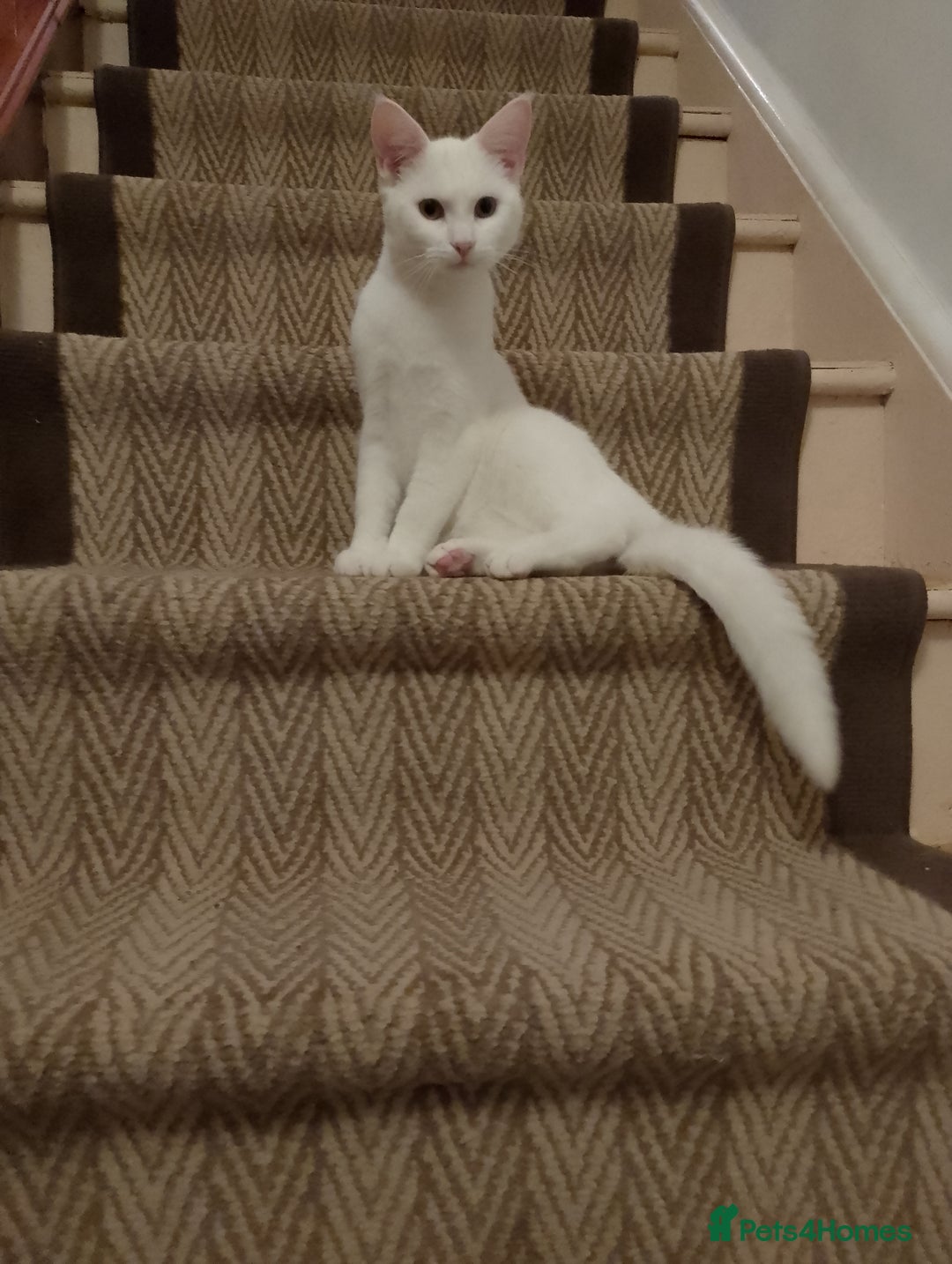 Turkish Angora cats for sale: Rosi  - Image 2