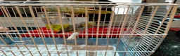 Parrots birds for sale: PAIR OF CELESTIAL PARROLETS LARGE CAGE ON WHEELS - Advert 4