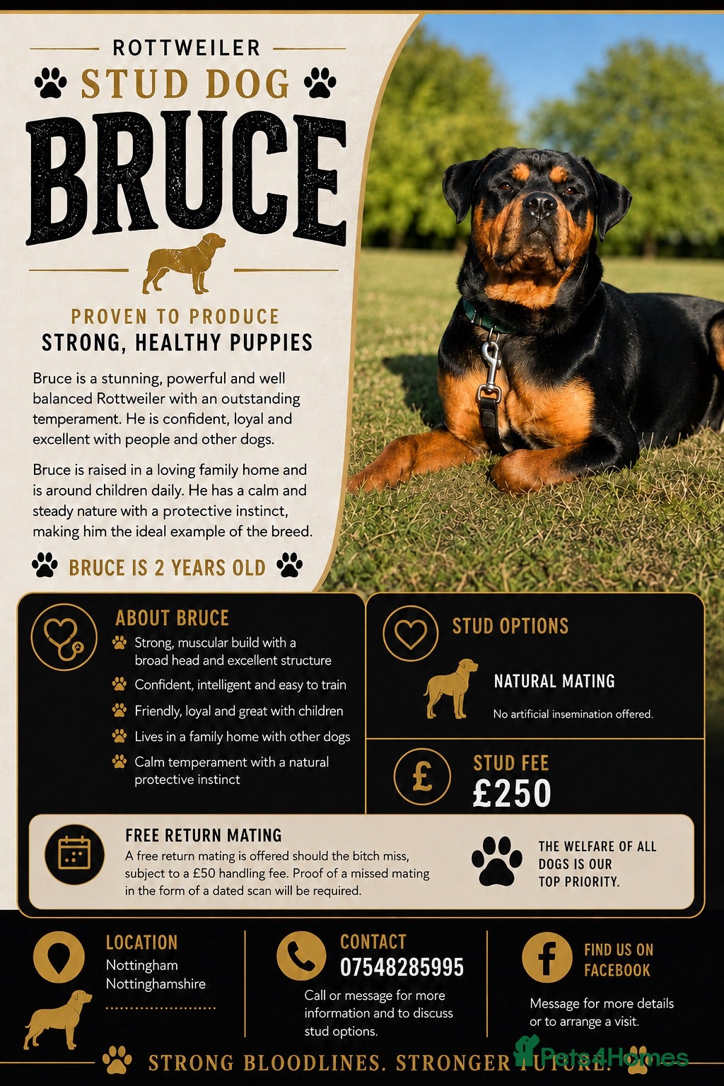 Rottweiler dogs Bruce the Rottweiler  - Advert 4