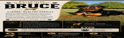 Rottweiler dogs for stud: Bruce the Rottweiler  - Advert 1